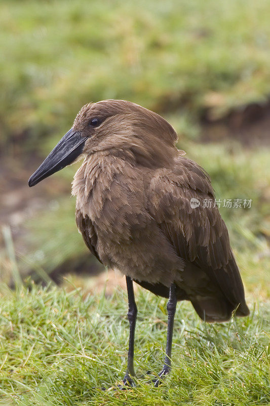 Hammerkop (Scopus umbretta)，也被称为Hammerkop, Hammerkopf, Hammerhead, Hammerhead鹳。它的头的形状，弯曲的喙和背部的冠让人联想到锤子。纳库鲁湖国家公园，肯尼亚。Pelecaniformes。